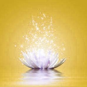 Lotus bd jaune